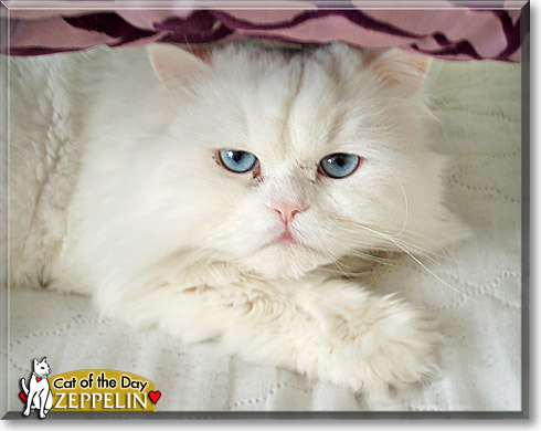 Zeppelin, the Cat of the Day