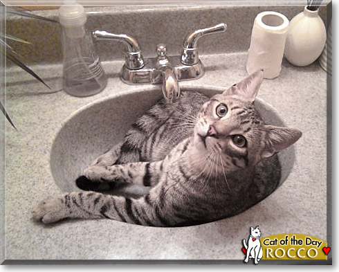 Rocco, the Cat of the Day