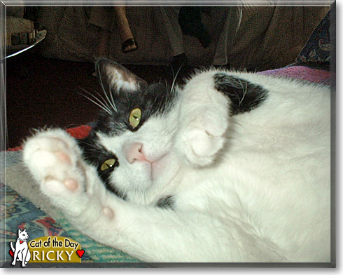 Ricky, the Cat of the Day
