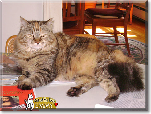 Emmy, the Cat of the Day