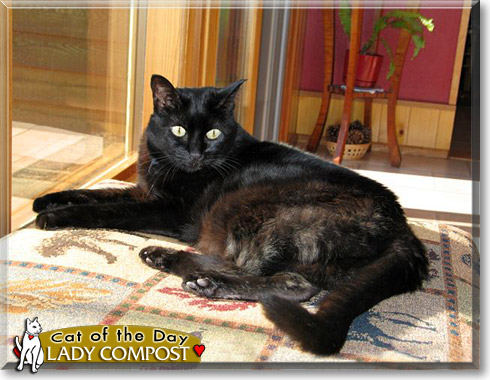 Lady Compost, the Cat of the Day