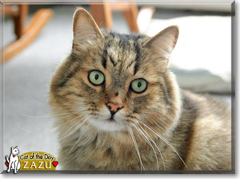Zazu, the Cat of the Day