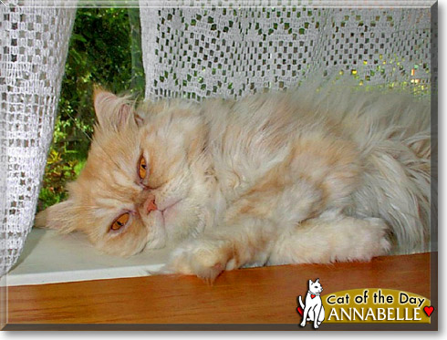 Annabelle, the Cat of the Day