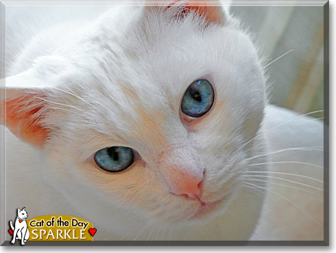 Sparkle, the Cat of the Day