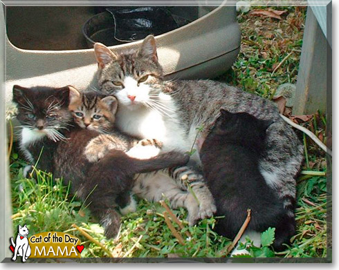 Mama, the Cat of the Day