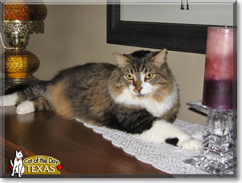 Texas, the Cat of the Day