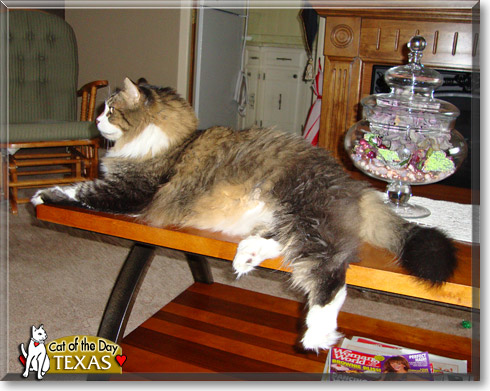 Texas, the Cat of the Day