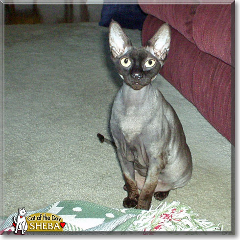 Sheba, the Cat of the Day