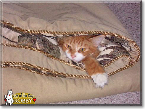 Robby, the Cat of the Day