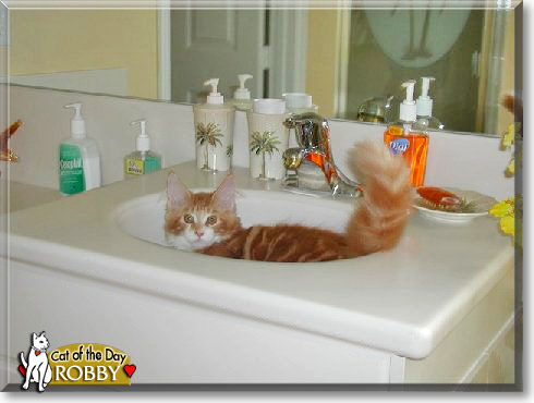 Robby, the Cat of the Day