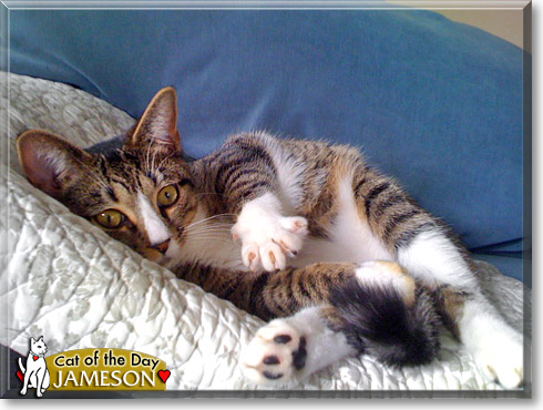 Jameson, the Cat of the Day