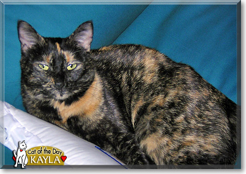 Kayla, the Cat of the Day