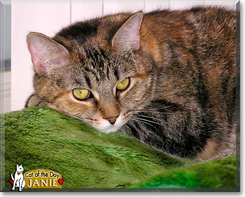 Janie, the Cat of the Day