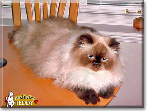 Teddy, the Cat of the Day