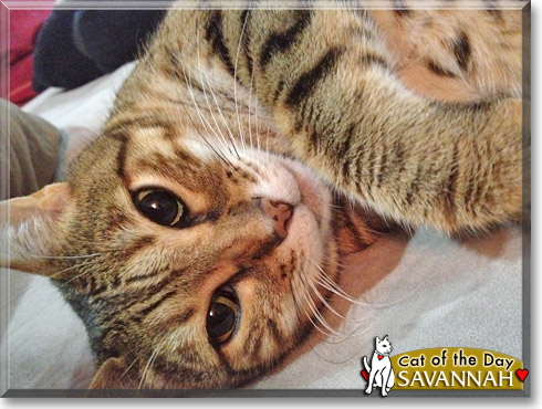 Savannah Mae, the Cat of the Day