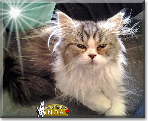Noa, the Cat of the Day