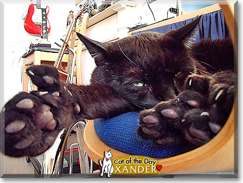 Xander, the Cat of the Day