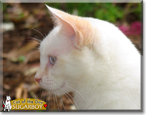 Sugarboy, the Cat of the Day