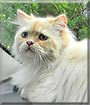Lord Thornton the Red Tipped Persian