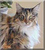 Jazzette the Maine Coon Cat