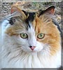 Katie Buttercup the Calico Longhair