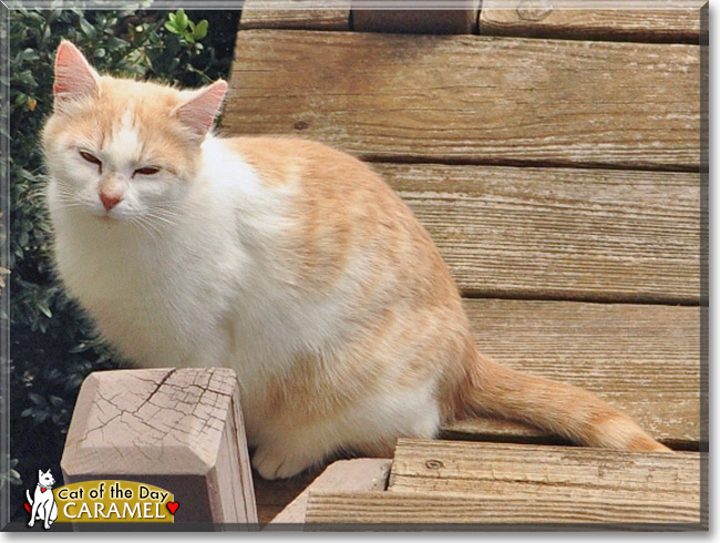 Caramel, the Cat of the Day