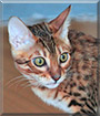 Ruby the Bengal cat