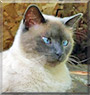 Libby the Tonkinese, Siamese