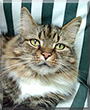 Wendell the Maine Coon mix