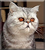 Gus the Exotic Shorthair