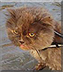 Katya the Persian Cat