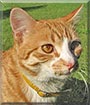 Leo the Orange Tabby Cat