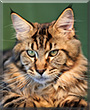 Rufus the Maine Coon