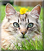 Iza the Housecat, Norwegian forest cat