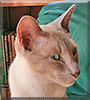 Dousha the Siamese cat