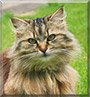 Poilue the Maine Coon