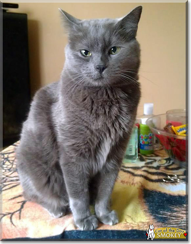 Smokey, the Cat of the Day
