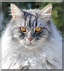 Dean Barker the Maine Coon Cat