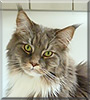 Moppi the Maine Coon