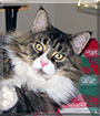 Bo the Maine Coon cat
