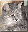 Pirate Benny the Gray Tabby