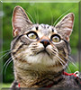 Lucy the Eygptian Mau, Asian Leopard Cat