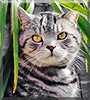 Mr Wiskerson the Silver Tabby