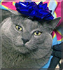 Angel the Russian Blue