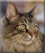 Charlie the Maine Coon mix
