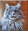 Buddy the Maine Coon