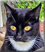 Samantha Jane the Tuxedo Cat