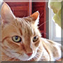 Simon the Domestic Red Tabby