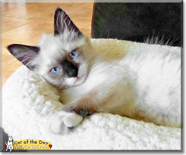 Moonbeam, the Cat of the Day