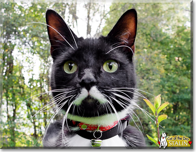 Stalin, the Cat of the Day